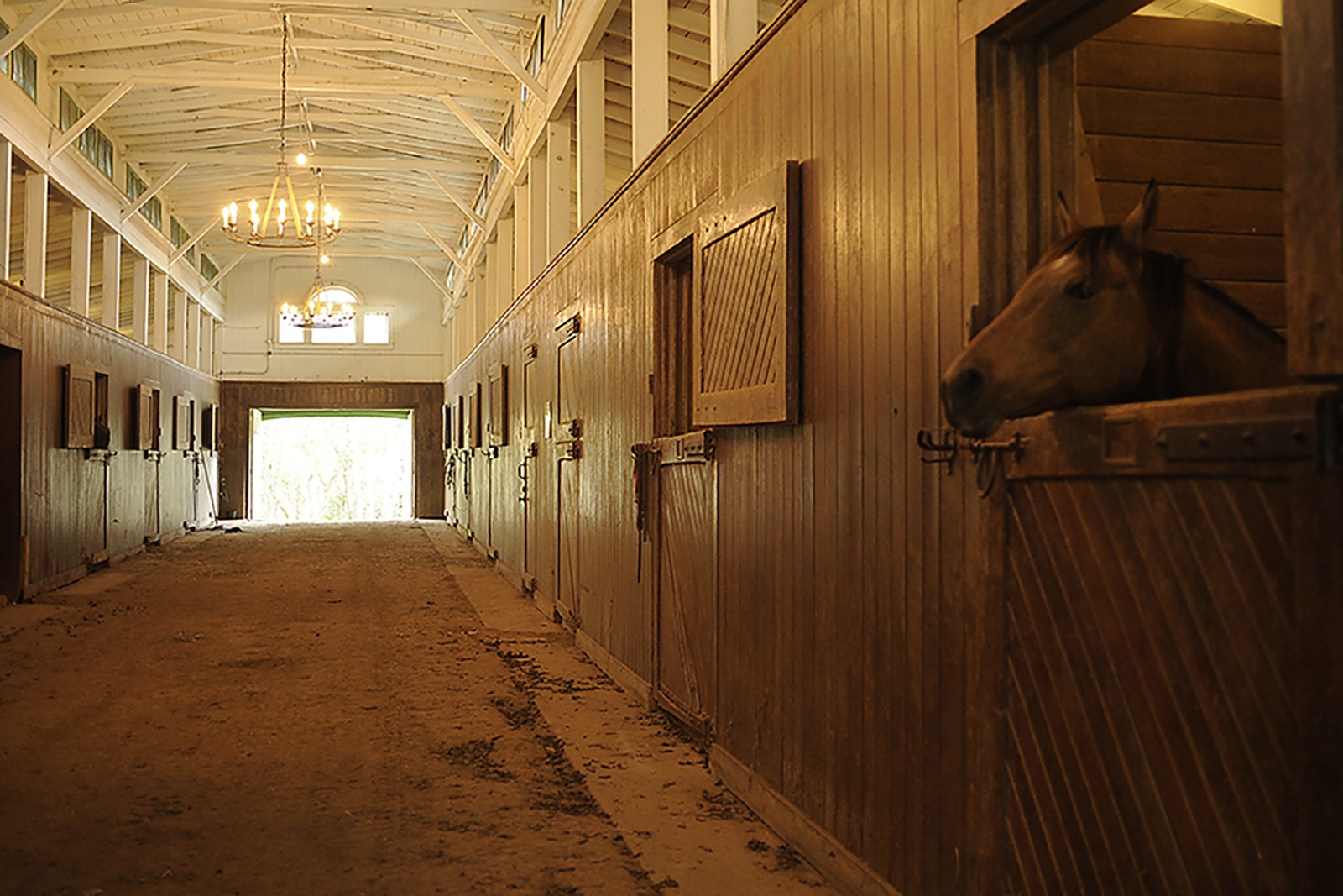 Inside view of the chandelier-lit horse barn on Milky Way Farms with a horse head peeking over a stall door to the right.