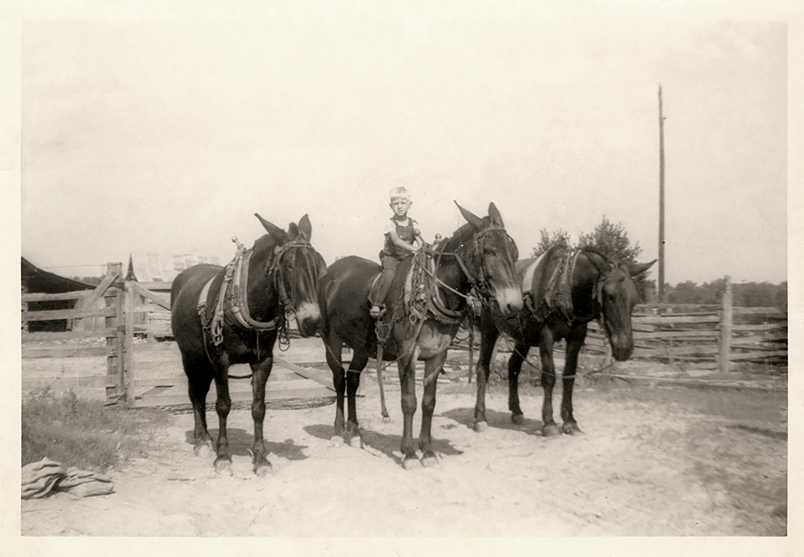 Old black and white photo of a young Colonel Littleton seated on a harnessed mule standing between two other mules in front of a fence.