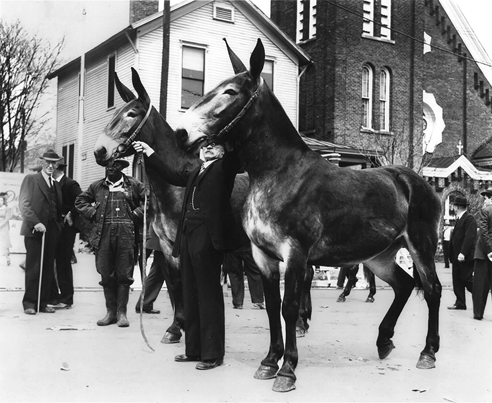 Black and white historical photo of two mules, bridles held by an older gentleman in a black suit, standing on the street in downtown Columbia, TN